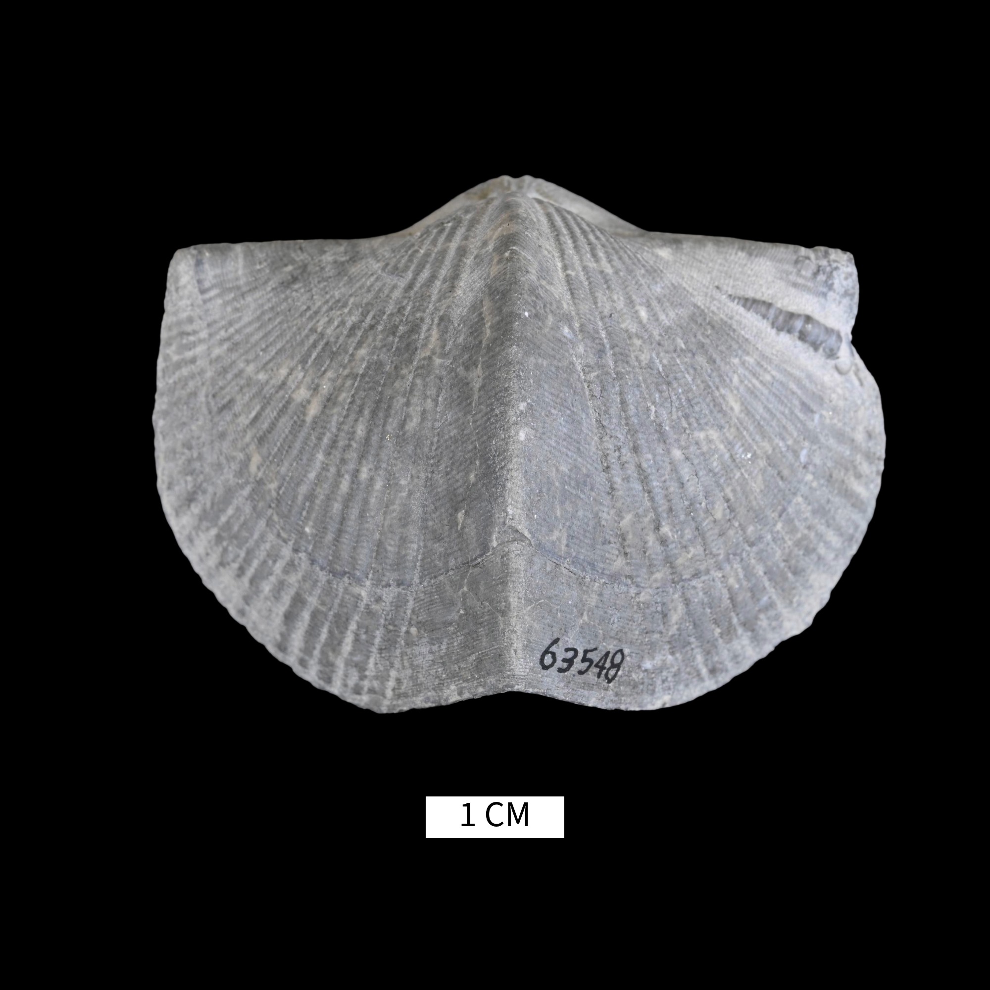 Paraspirifer bownockeri · Devonian Atlas of Ancient Life